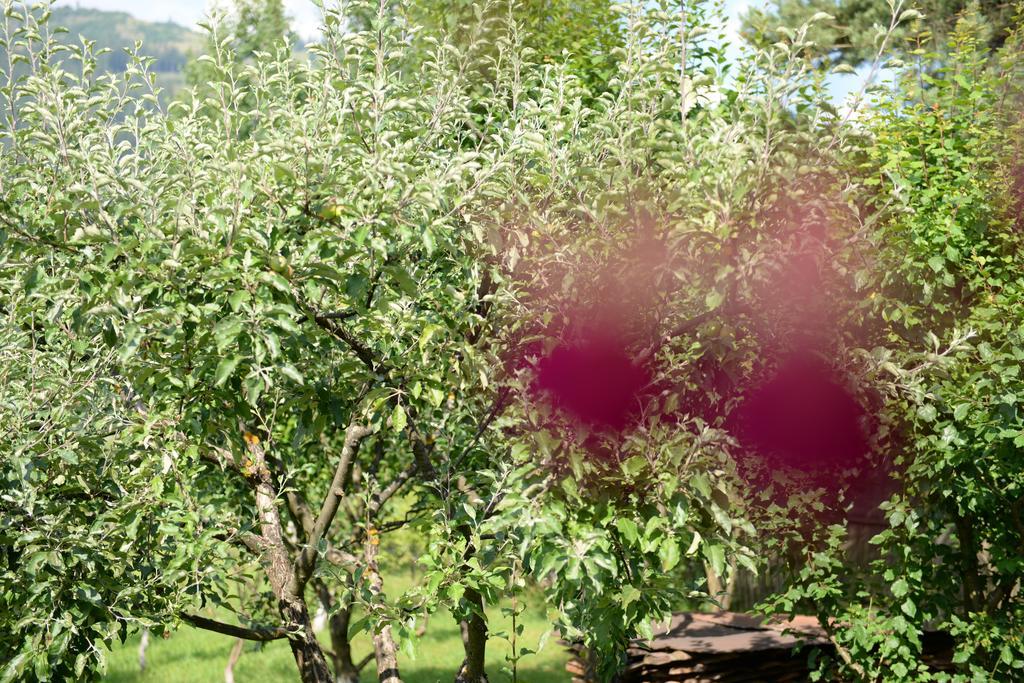 Pensiunea Flori De Camp Vatra Dornei Bagian luar foto